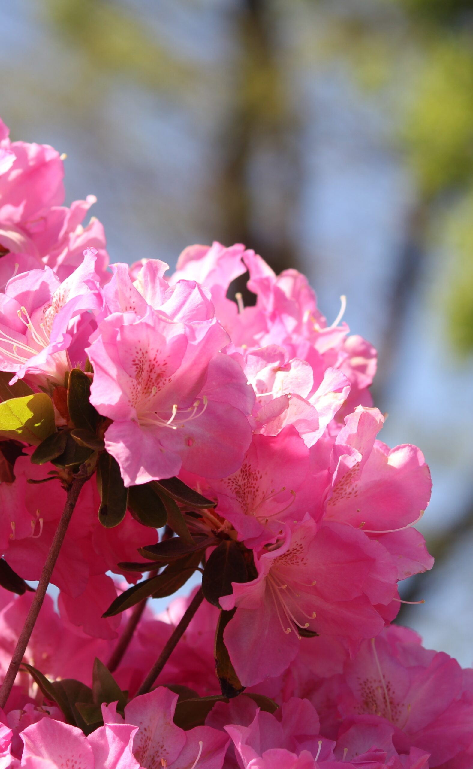 昭和園】春にはつつじが咲き誇る、四季折々の自然が楽しめる都市公園